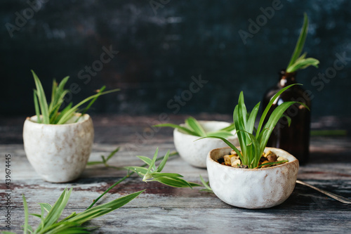 Spider plant plantlets.