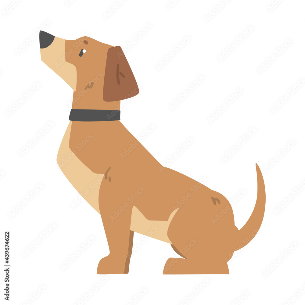 Side View of Sitting Dachshund Dog, Cute Pet Animal with Light Brown Coat Cartoon Vector Illustration