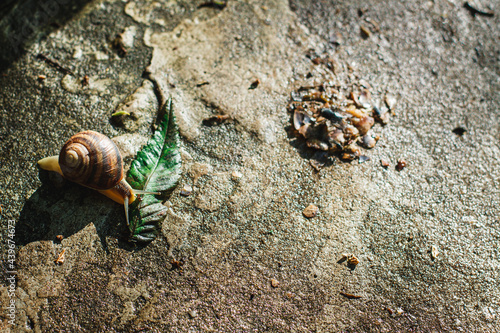 A snail crawling on the ground after the rain