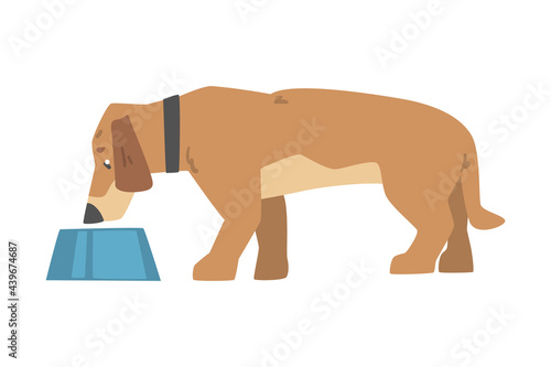 Side View of Dachshund Dog Eating Food from Bowl, Cute Pet Animal with Light Brown Coat Cartoon Vector Illustration