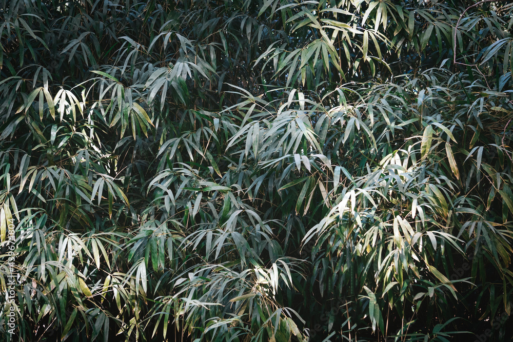 Bamboo forest background. Green bushes and thickets of bamboo with leaves. Zen relax nature wall Bamboo forest background. Green bushes and thickets of bamboo with leaves. Zen relax nature wall