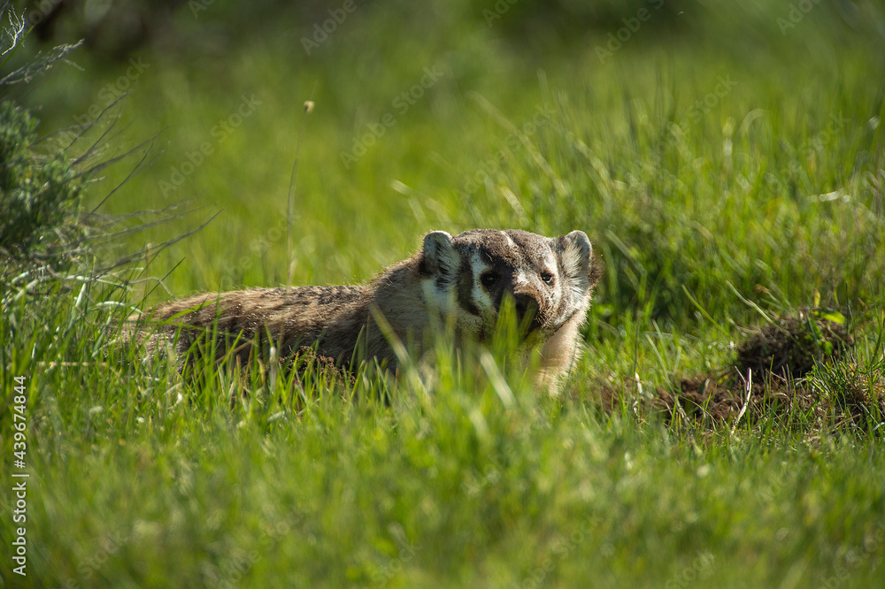 Badger on the deep dig Badger on the deep dig