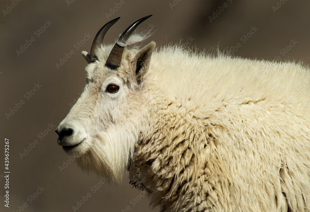 On the Mountaintop with Goats On the Mountaintop with Goats
