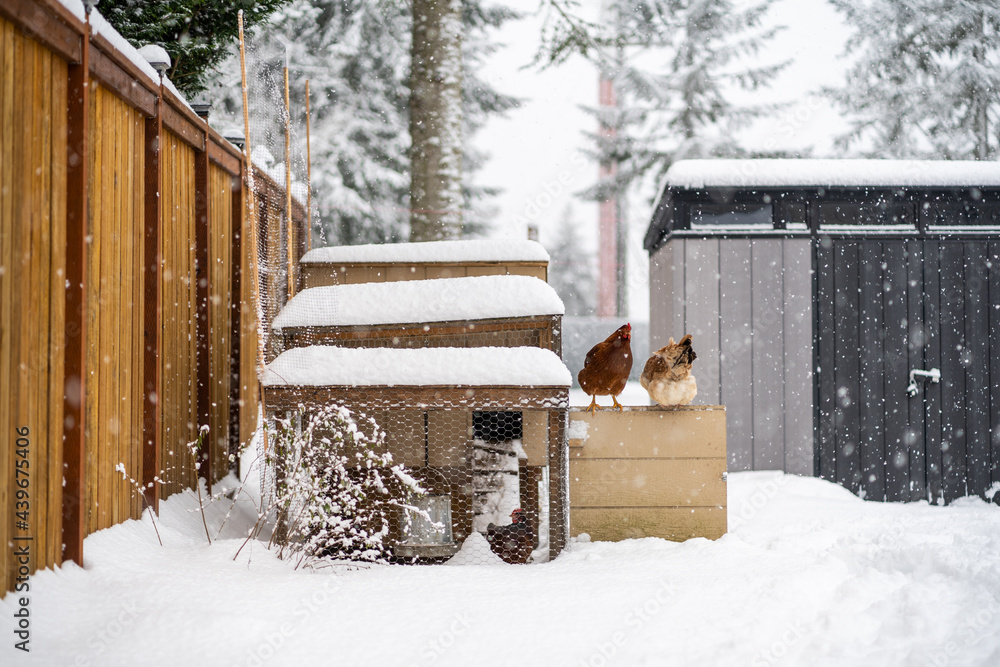 Chickens On Coop