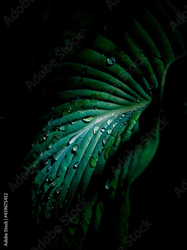 Green leaf with water drops in the forest