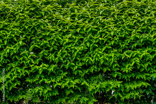 hedge with green plant leaves