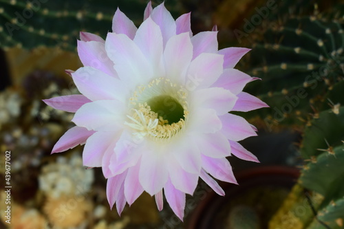 Selenicereus grandiflorus Kaktus in Blüte photo