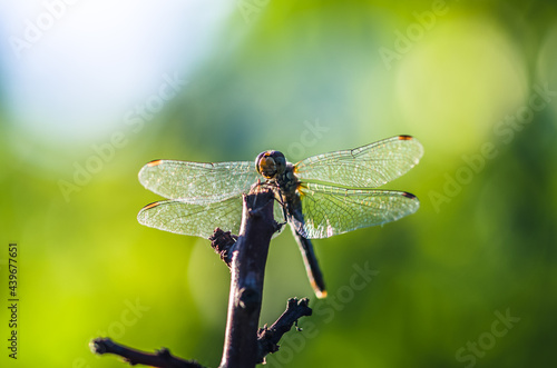 dragonfly insect in sunlight in green background