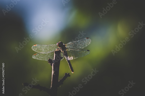 dragonfly insect in sunlight in green background © katarinagondova