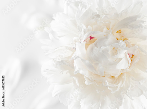 White peony flower with petals on white background.  © Gizele