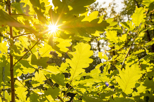 Horizontal foliage background with sunlight breaking through the bright green pinnatipartite leaves photo