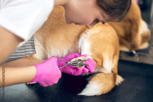 Female groomer working in a pets grooming salon