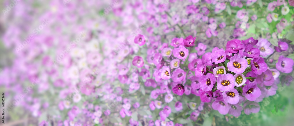 floral violet blurred background soft focus