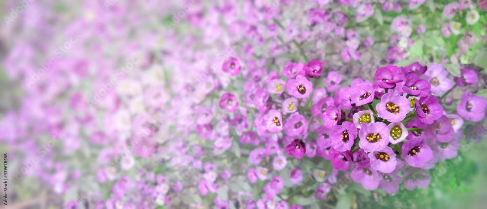 floral violet blurred background soft focus floral violet blurred background soft focus