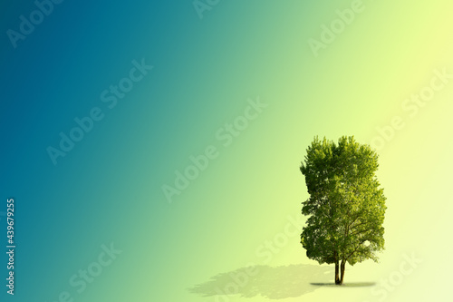 A single tree is isolated on a blue-yellow background.