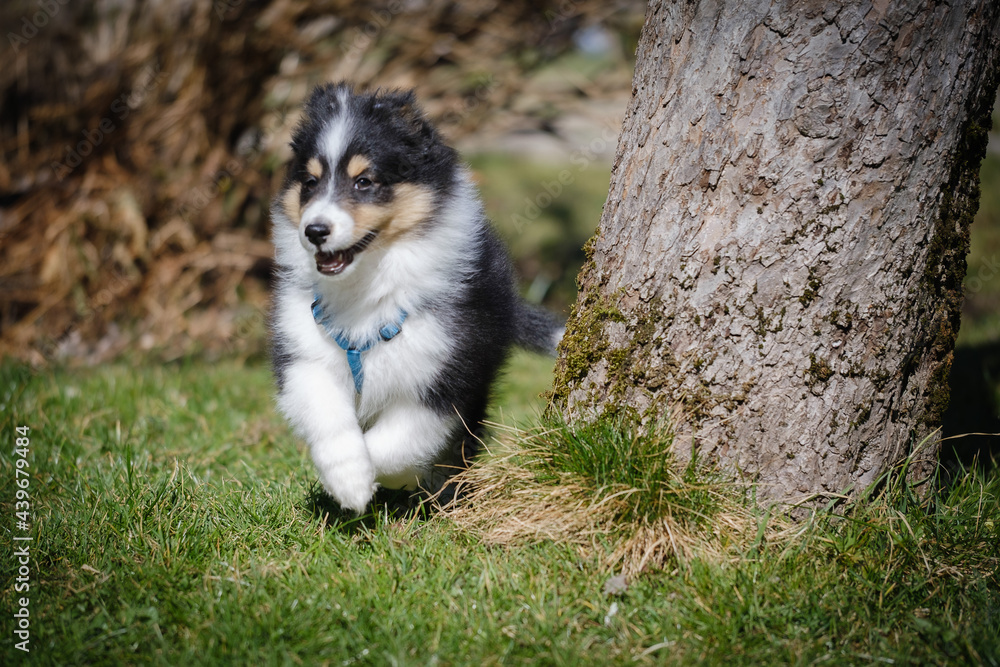 Tricolor Shetland sheepdog puppy dog