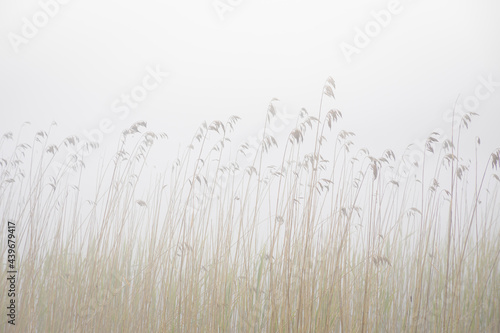 Fog on a lake. Common reed in a water. Nature on the shores of Lake Ladoga.