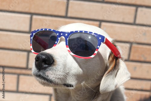  a portrait of a dog celebrating 4 July Independence day . A patriot American dog with sunglasses in American flag colors standing outdoors on a sunny day