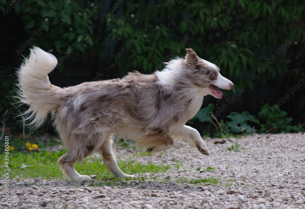 Beautiful merle colour border collie dog
