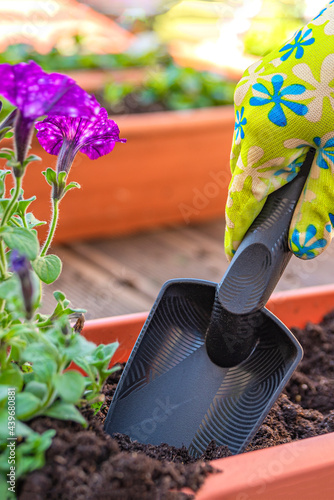 Foto Close-up of female hands planting a purple flower in a flowerpot