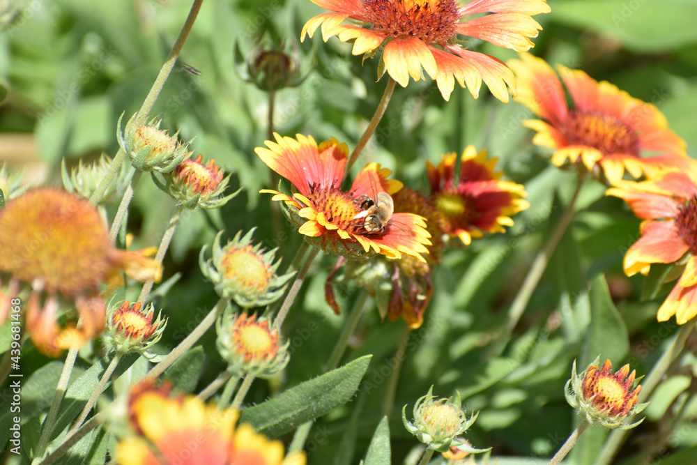 New Ulm, MN USA - 06-14-2021- Blooming rose-ring blanket-flower gaillardia, indian blacket flower firewheel, gaillardia daisy (Gaillardia Pulchella) New Ulm, MN USA - 06-14-2021- Blooming rose-ring blanket-flower gaillardia, indian blacket flower firewheel, gaillardia daisy (Gaillardia Pulchella)