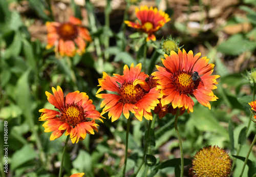 New Ulm, MN USA - 06-14-2021- Blooming rose-ring blanket-flower gaillardia, indian blacket flower firewheel, gaillardia daisy (Gaillardia Pulchella)