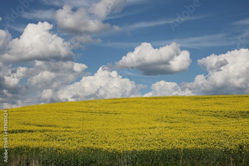 Endless rapeseed fields blooming with bright yellow flowers and cumulus clouds in the blue sky