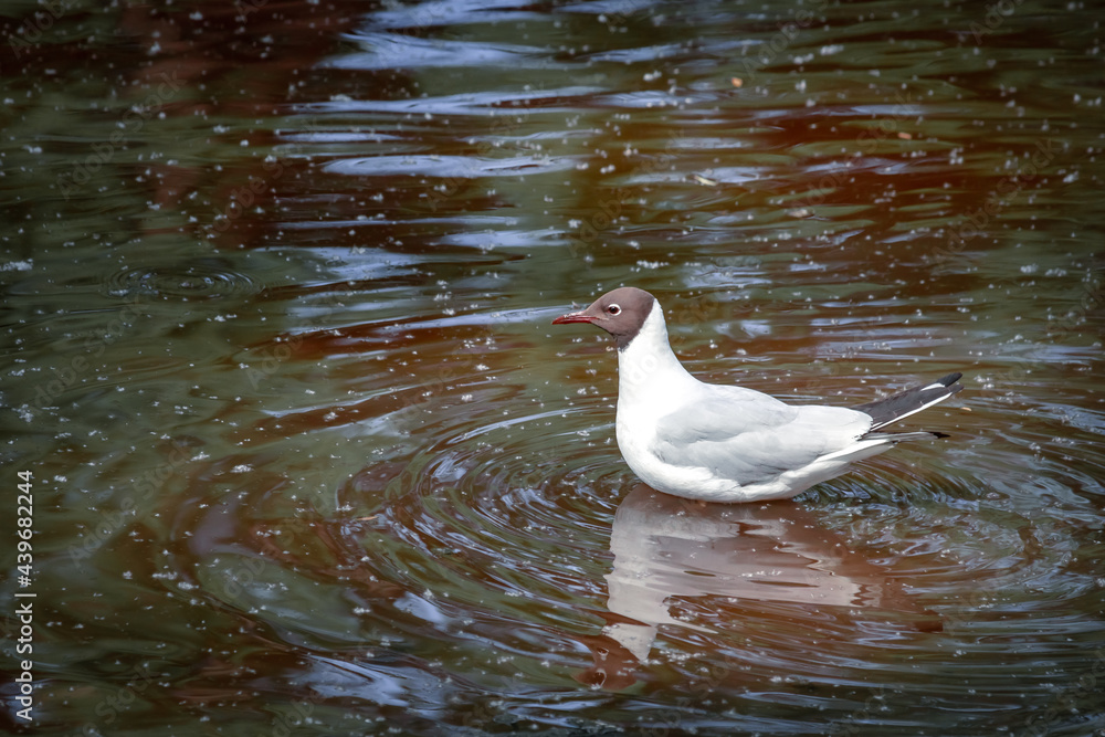 Black-headed gull bird on brown water surface. Life of animals