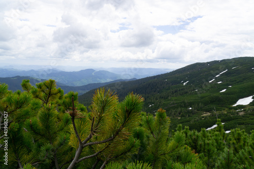 cloudy rainy sky in the mountains against the background of pine trees