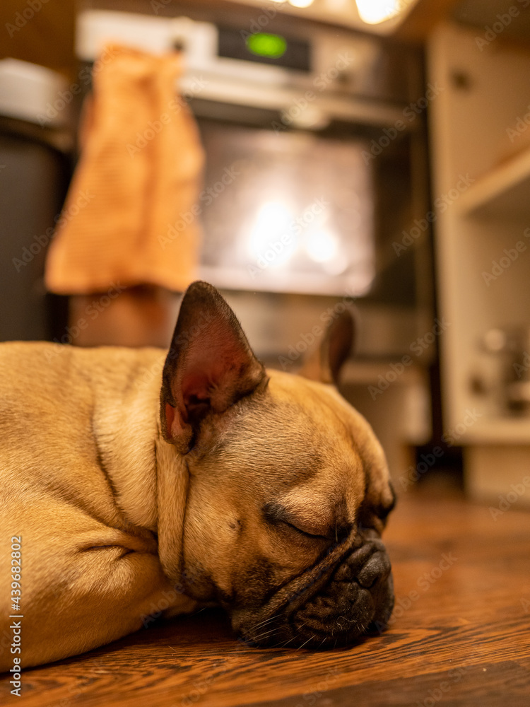 View from the kitchen floor to a sleeping dog - a French Bulldog.