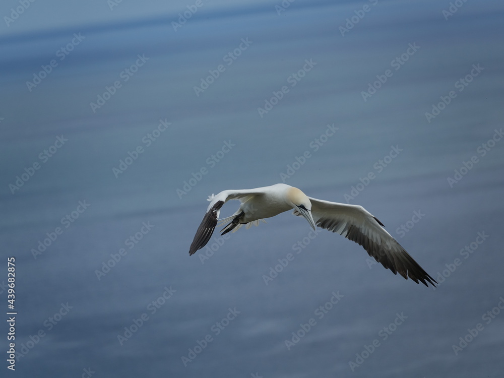 northern gannet (Morus bassanus) flying over ocean, near to breeding colony on cliffs northern gannet (Morus bassanus) flying over ocean, near to breeding colony on cliffs