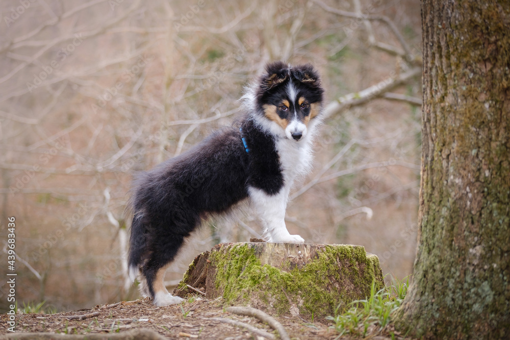 Tricolor Shetland sheepdog puppy dog