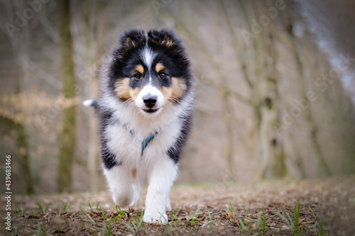 Bilde på lerret Tricolor Shetland sheepdog puppy dog