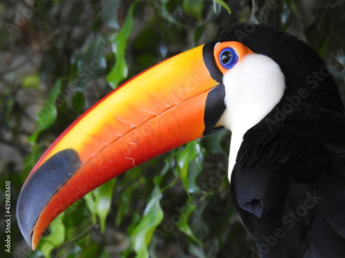 Jungle toucan