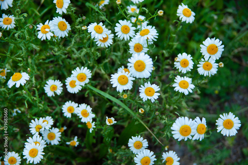Chamomile flower field Chamomile in the nature