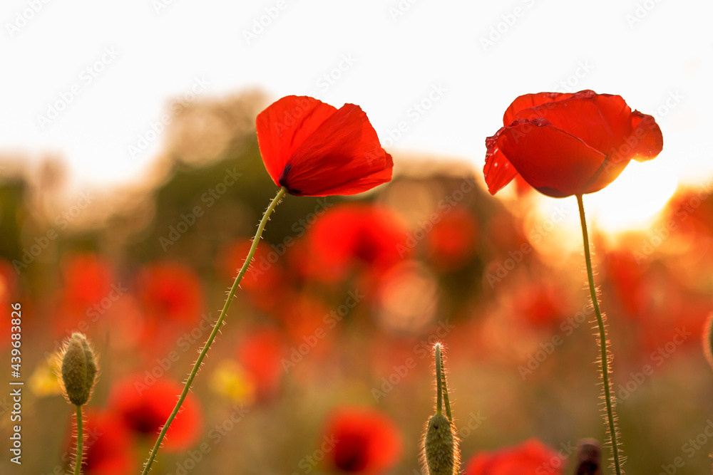 Naklejka premium red field poppies on the background of the setting sun. summer wildflowers in the evening sun