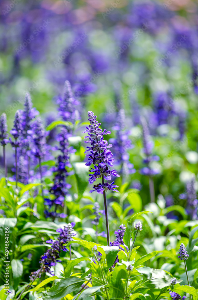 Fototapeta premium lavender flowers in the field