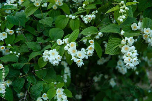 white flowers in the bush