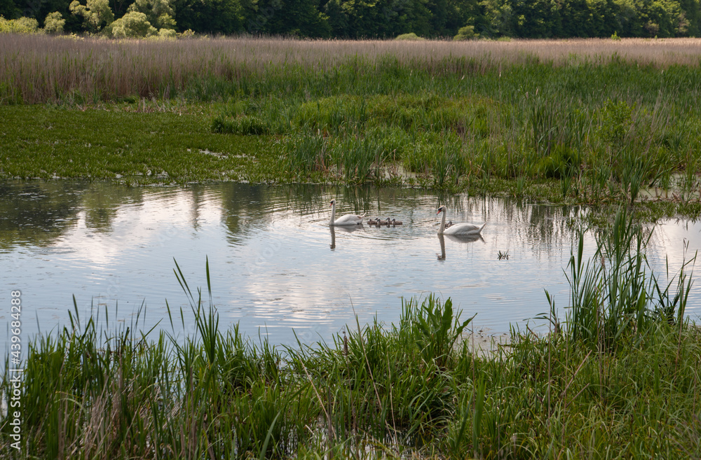 Swans with little swans swim on the lake. Swans with little swans swim on the lake.