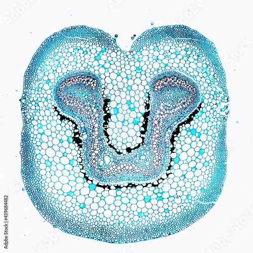 Japanese flowering fern rhizome petiole plant cells photo