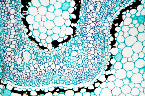 Japanese flowering fern rhizome petiole plant cells