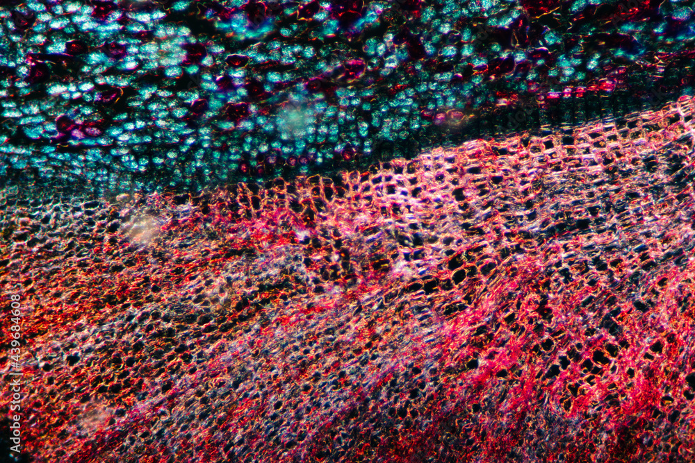 Officinal magnolia bark plant cells micrograph Officinal magnolia bark plant cells micrograph