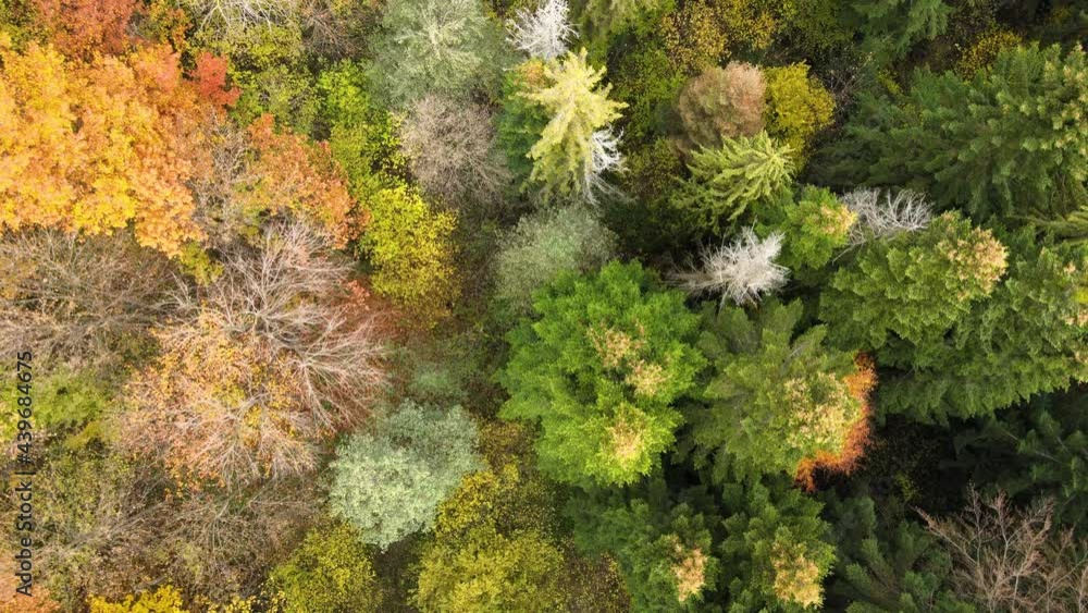 Aerial view of dense green pine forest with canopies of spruce trees and colorful lush foliage in autumn mountains. Aerial view of dense green pine forest with canopies of spruce trees and colorful lush foliage in autumn mountains.