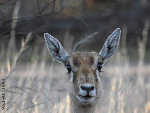 Antelope