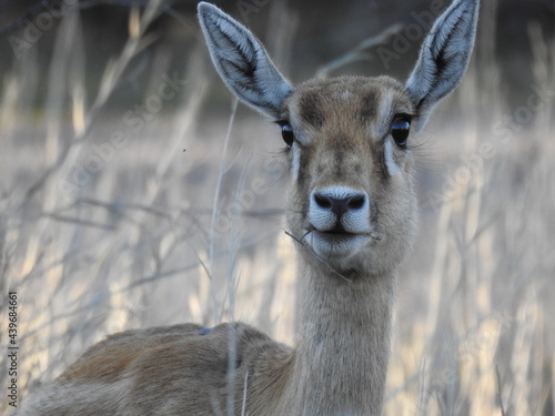 Deer