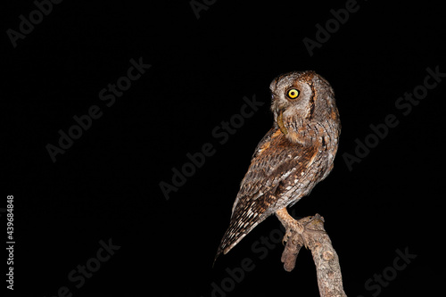 Isolated eurasian scops owl, otus scops, holding insect in beak with black background. Wild animal hunting at night with copy space. Nocturnal bird with big yellow eyes on branch.