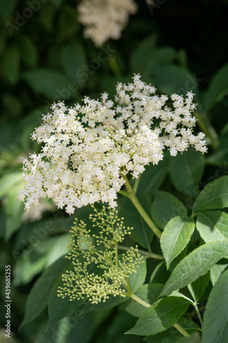 close-up of a wild elderflower bush in bloom