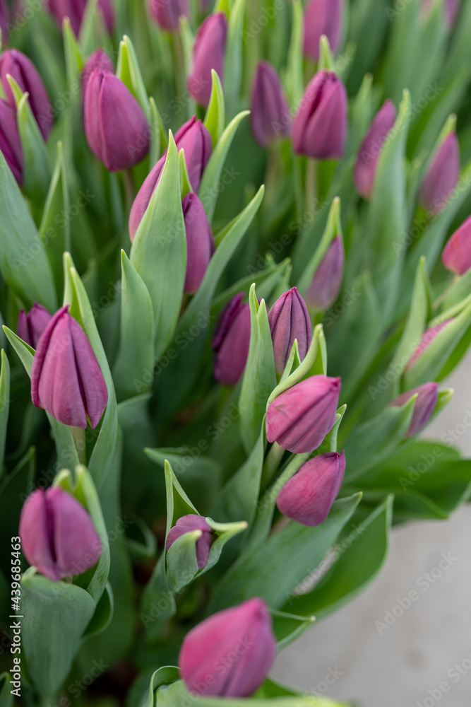 beautiful tulips grow in a greenhouse beautiful tulips grow in a greenhouse