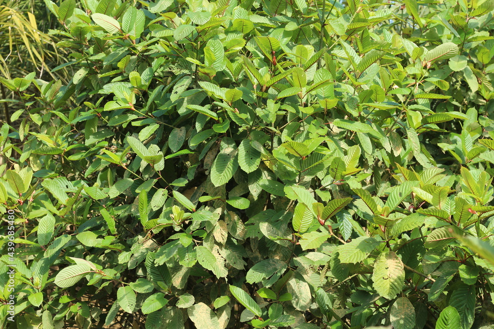 Fototapeta premium Kratom or Mitragyna speciosa plant in wild