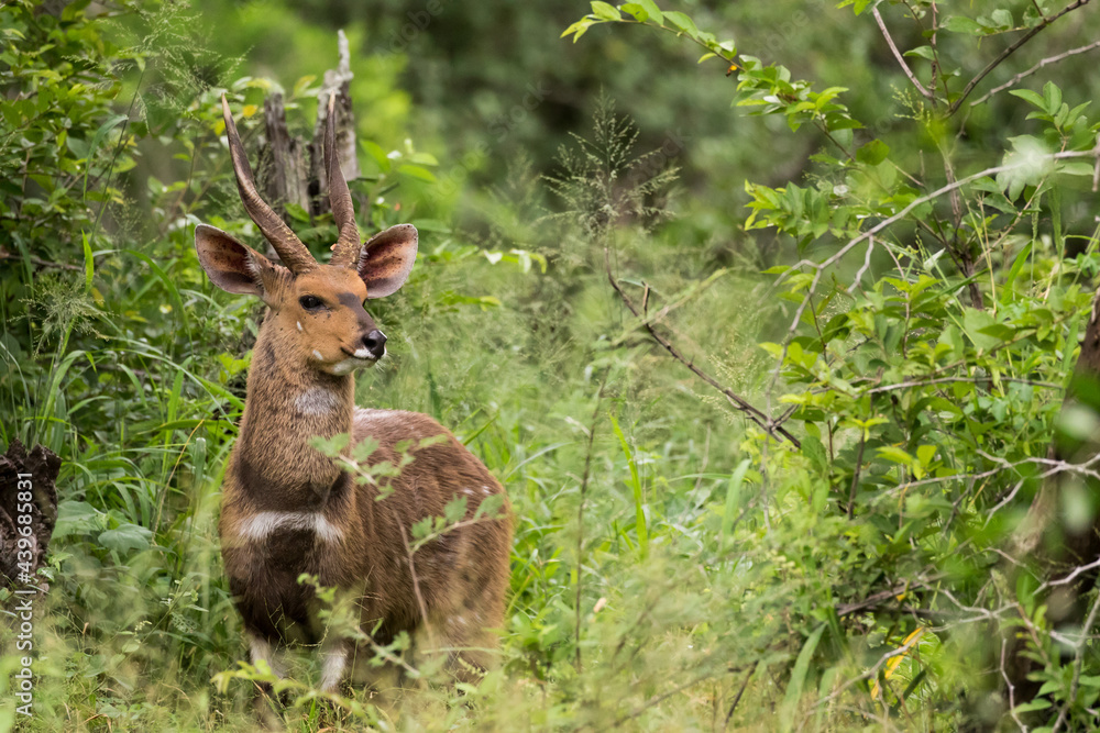 Naklejka premium Bushbuck male antelope